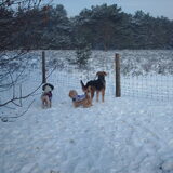 Foto van liesbeth,Turbo,Luna, Levi en Faith