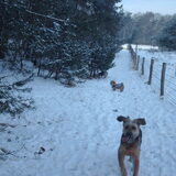 Foto van liesbeth,Turbo,Luna, Levi en Faith
