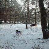 Foto van liesbeth,Turbo,Luna, Levi en Faith