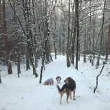 Foto van liesbeth,Turbo,Luna, Levi en Faith