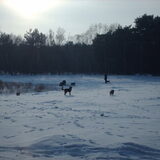 Foto van liesbeth,Turbo,Luna, Levi en Faith