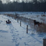 Foto van liesbeth,Turbo,Luna, Levi en Faith