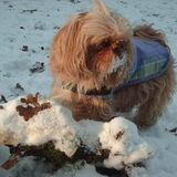 Foto van liesbeth,Turbo,Luna, Levi en Faith
