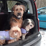 Foto van liesbeth,Turbo,Luna, Levi en Faith