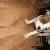 Foto van mamaloes darius dilaylah en de pups!