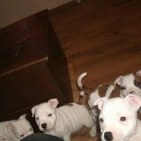 Foto van mamaloes darius dilaylah en de pups!