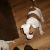 Foto van mamaloes darius dilaylah en de pups!