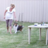 Foto van Criz & de Shelties