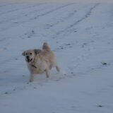 Luna aan het crossen in de sneeuw :-)