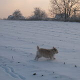 Aïcha aan het crossen in een besneeuwd veld :)