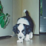 montie als pup