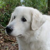 Foto van Annelies & Déru†, en de Puli,s Ixy en Kwint