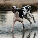 Pony in het water...