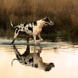 Pony...met reflectie..
