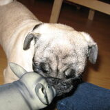 Foto van Carol, Odie, Aigo en Epke (Cobus RIP 27-6)