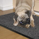 Foto van Carol, Odie, Aigo en Epke (Cobus RIP 27-6)