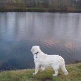 06-02-09 Wolf kijkt naar eend