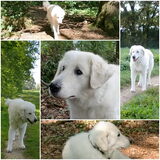 Foto van Annelies & Déru†, en de Puli,s Ixy en Kwint