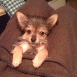 Mylo