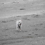 Balou aan de wandel op het strand