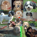 Foto van liesbeth,Turbo,Luna, Levi en Faith