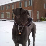 Mooie kop in de sneeuw!