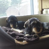 Foto van ted