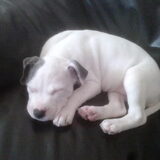droppie