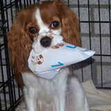 Hiep Hiep Hoera Lady 1 jaar
