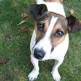 Chass mijn overleden hondje, op 1 januarie 2007,moesten we een…