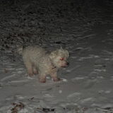 nog een van lady in de sneeuw dec 2010 helaas ben je er niet meer rust…