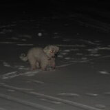 lady in de sneeuw.