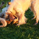 Foto van Domi & Mylo
