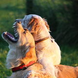 Foto van Domi & Mylo