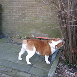zal weer es evve snoeie baas