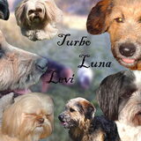 Foto van liesbeth,Turbo,Luna, Levi en Faith