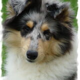 Door deze foto, heb ik een reu ipv een teef genomen en een Blue Merle…
