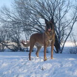 lekker in de sneeuw en helemaal in z'n element !