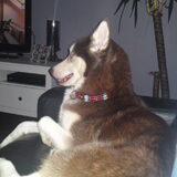 Foto van Kaya en Koda