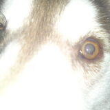 Foto van Kaya en Koda