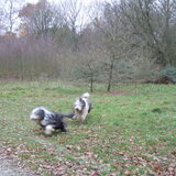 Beardie Love; Duuk en Wammes