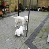 Pak me dan als je kan !!