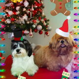 Kerst 2010