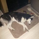 hier is laika na een dagje kijken in kuinderbos me meisje slaap lekker…