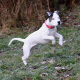 jump