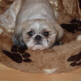 mn lieve lizzy