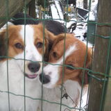 roxie en scotty