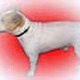 Foto van speedy