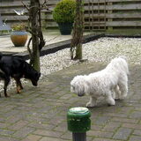 Foto van Petra,  *Lily Jane*   & Jip