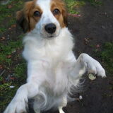 roxie